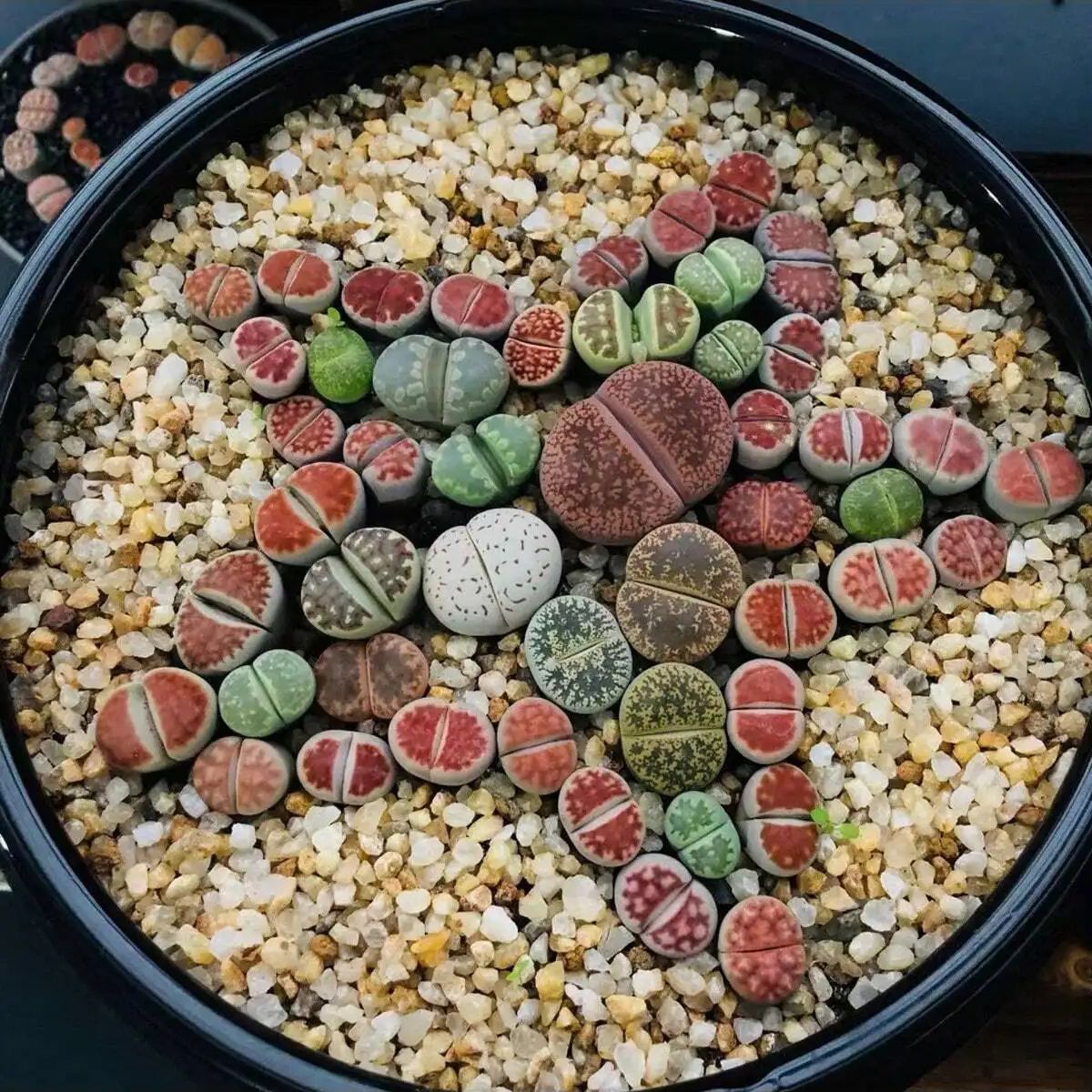 1pc-250g 천연 크리스탈 자갈 돌 마이크로 조경  - Aquarium Marine Sand 리뷰 및 가격